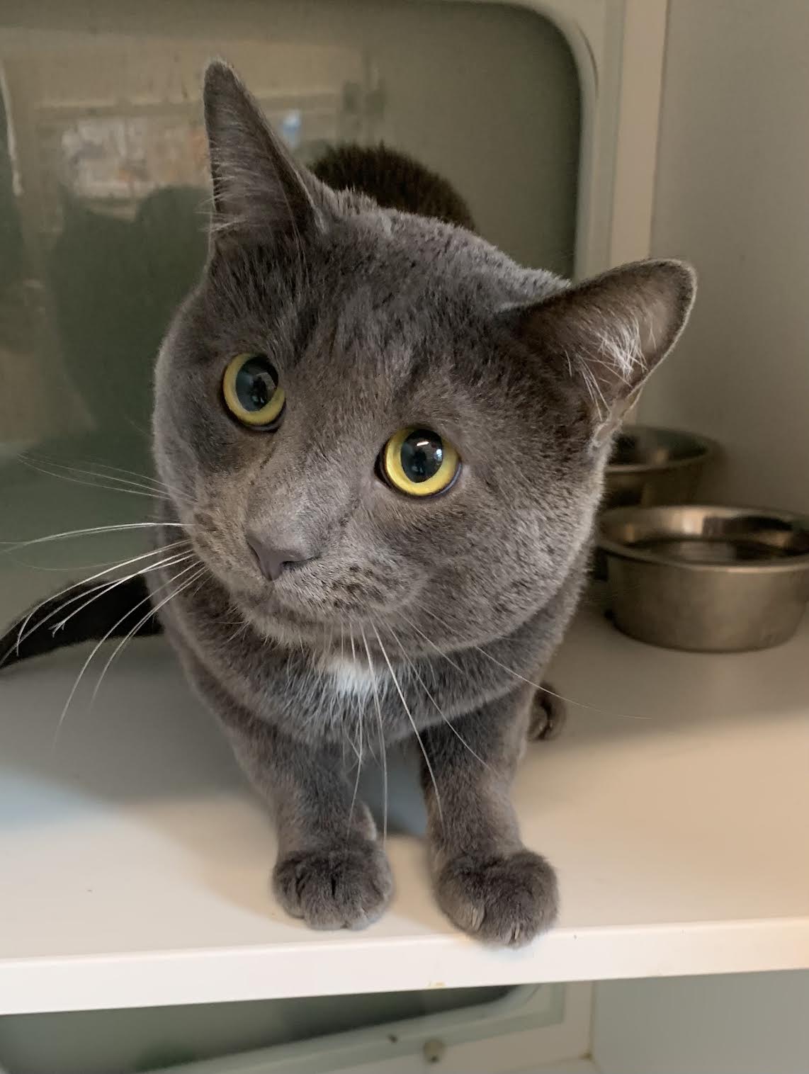 Meet Boris: A hiss-terious cat seeking love