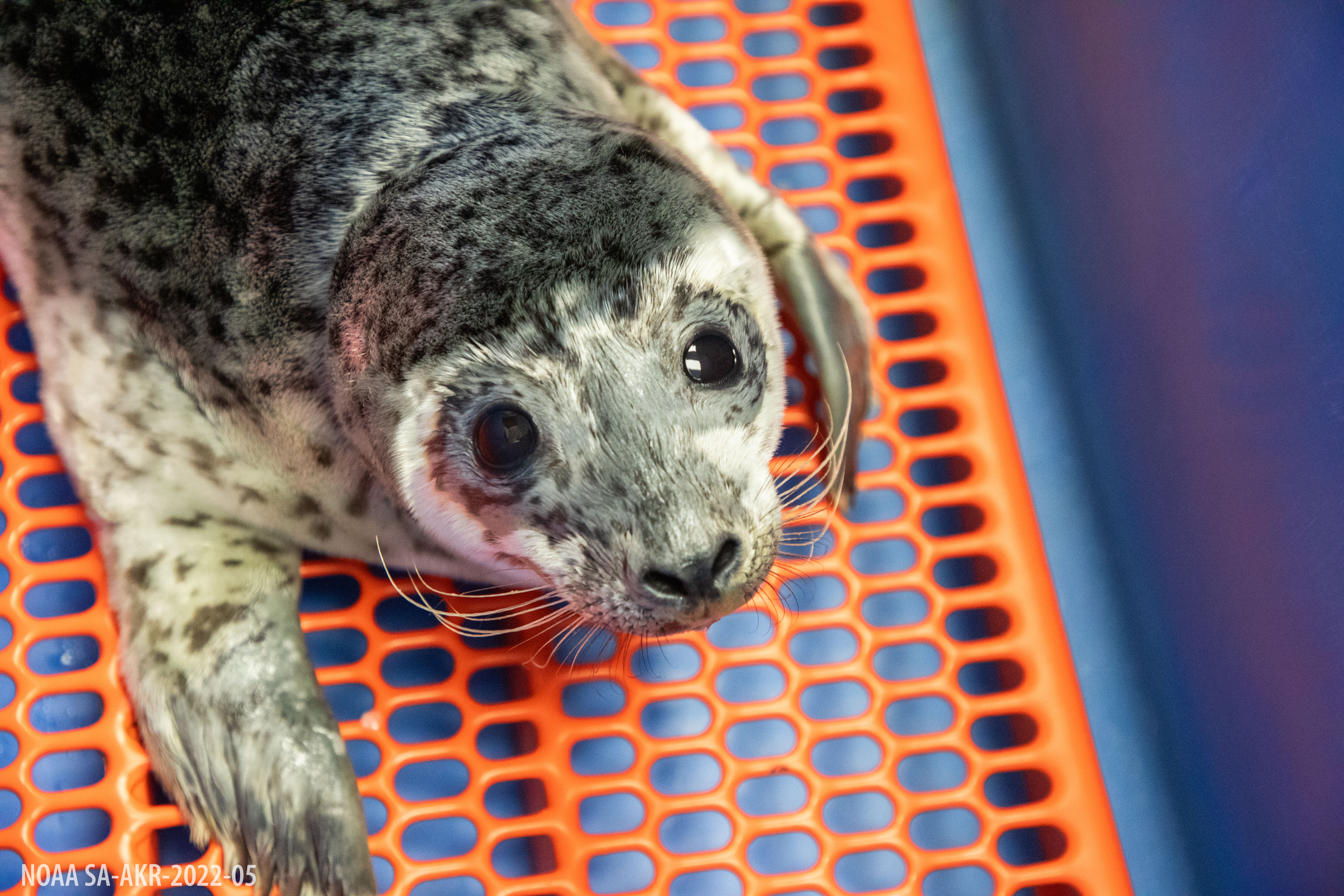 Alaska SeaLife Center Rescues More Harbor Seal Pups
