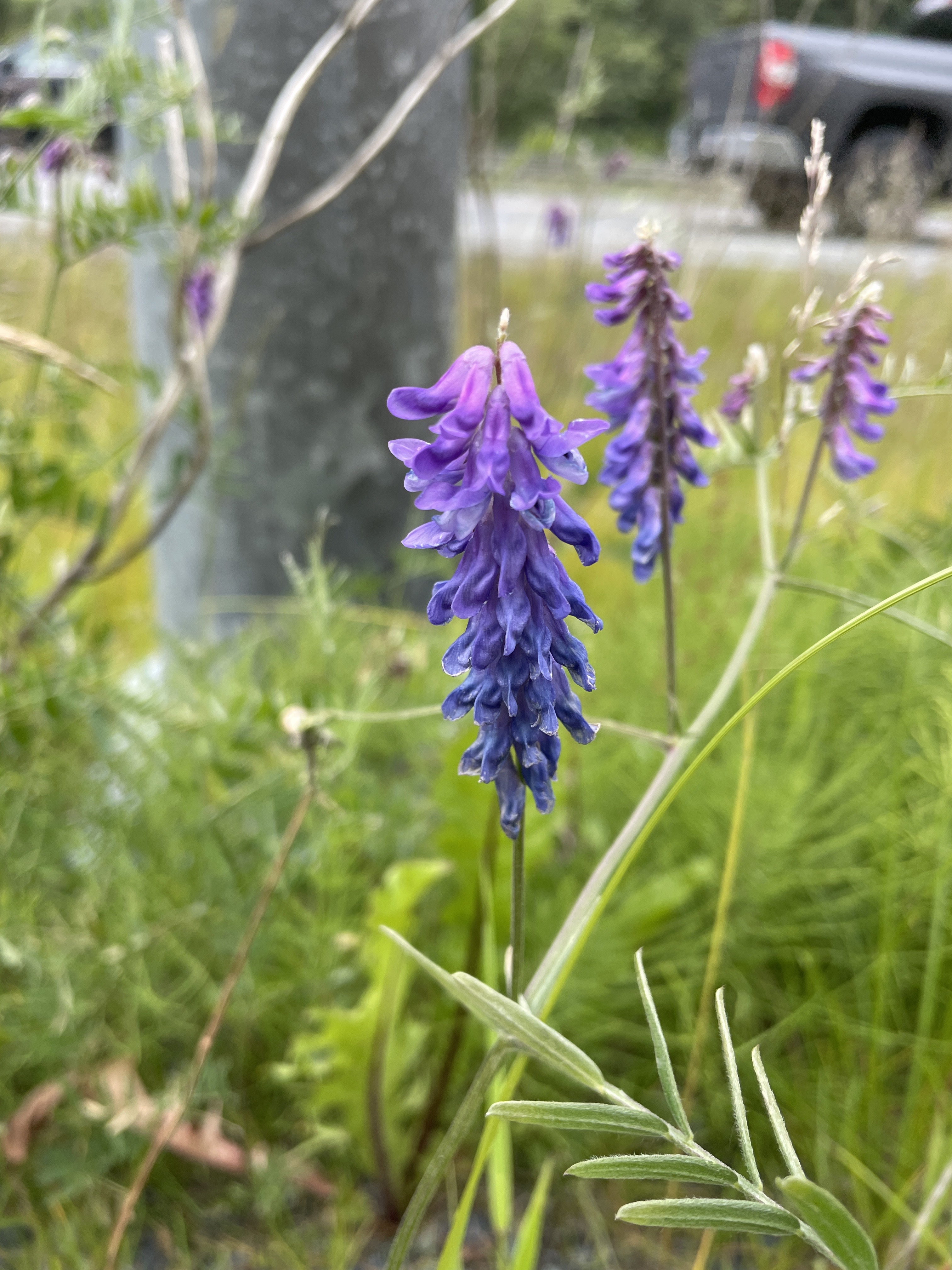 Get rid of Bird Vetch before it takes over