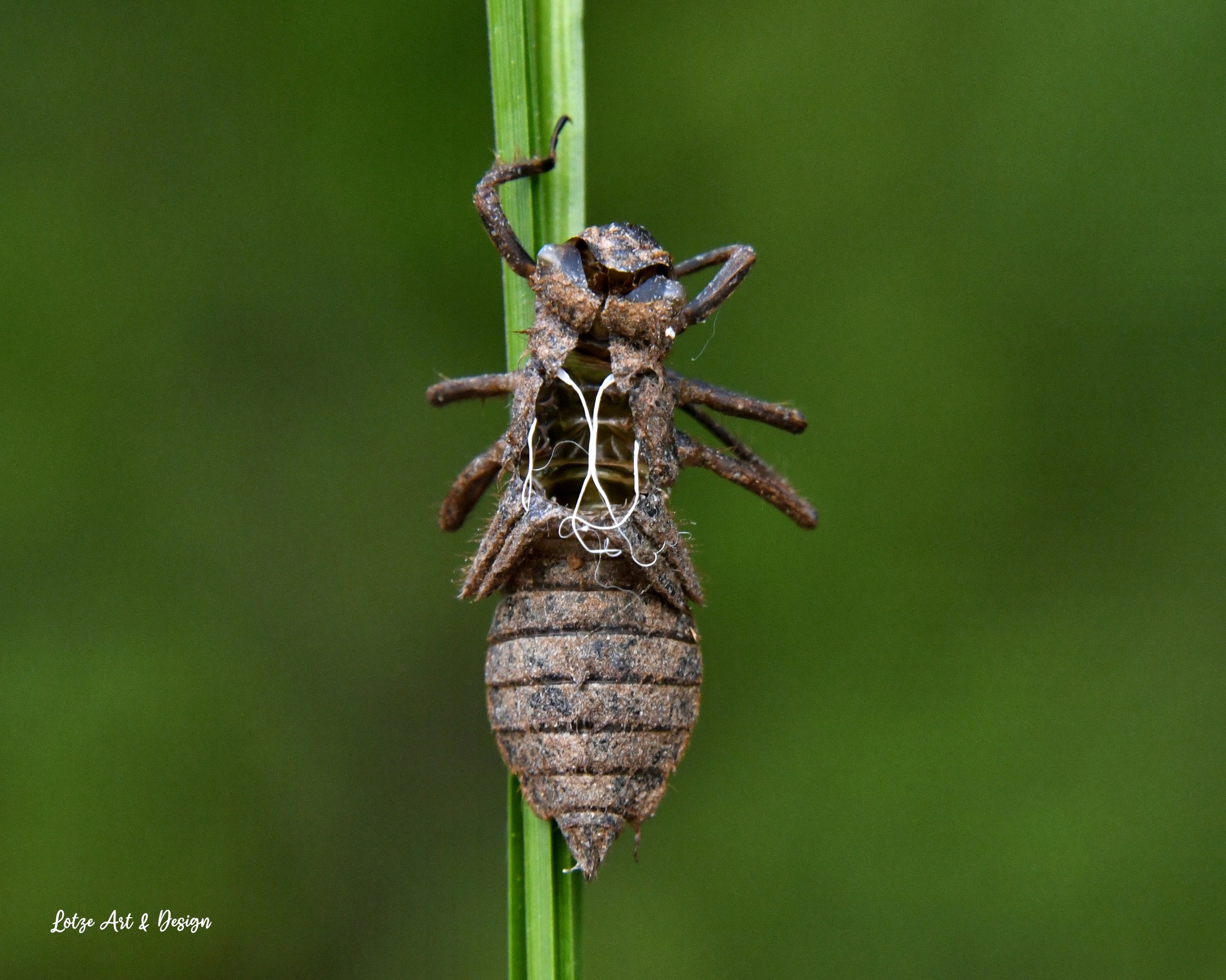 Alaska’s state insect is not the mosquito