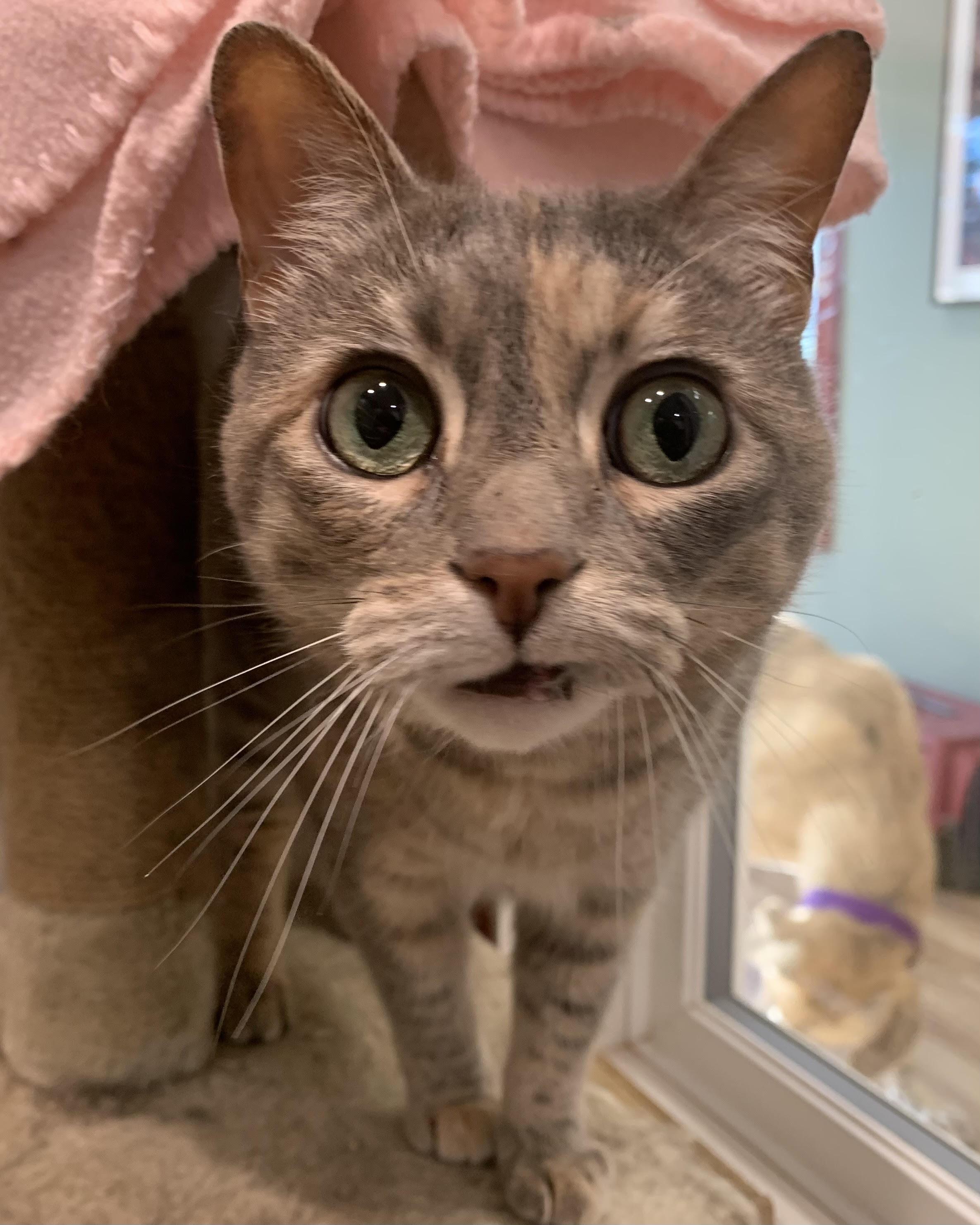 Cinder the gray tabby: The perfect companion for cozy fall days
