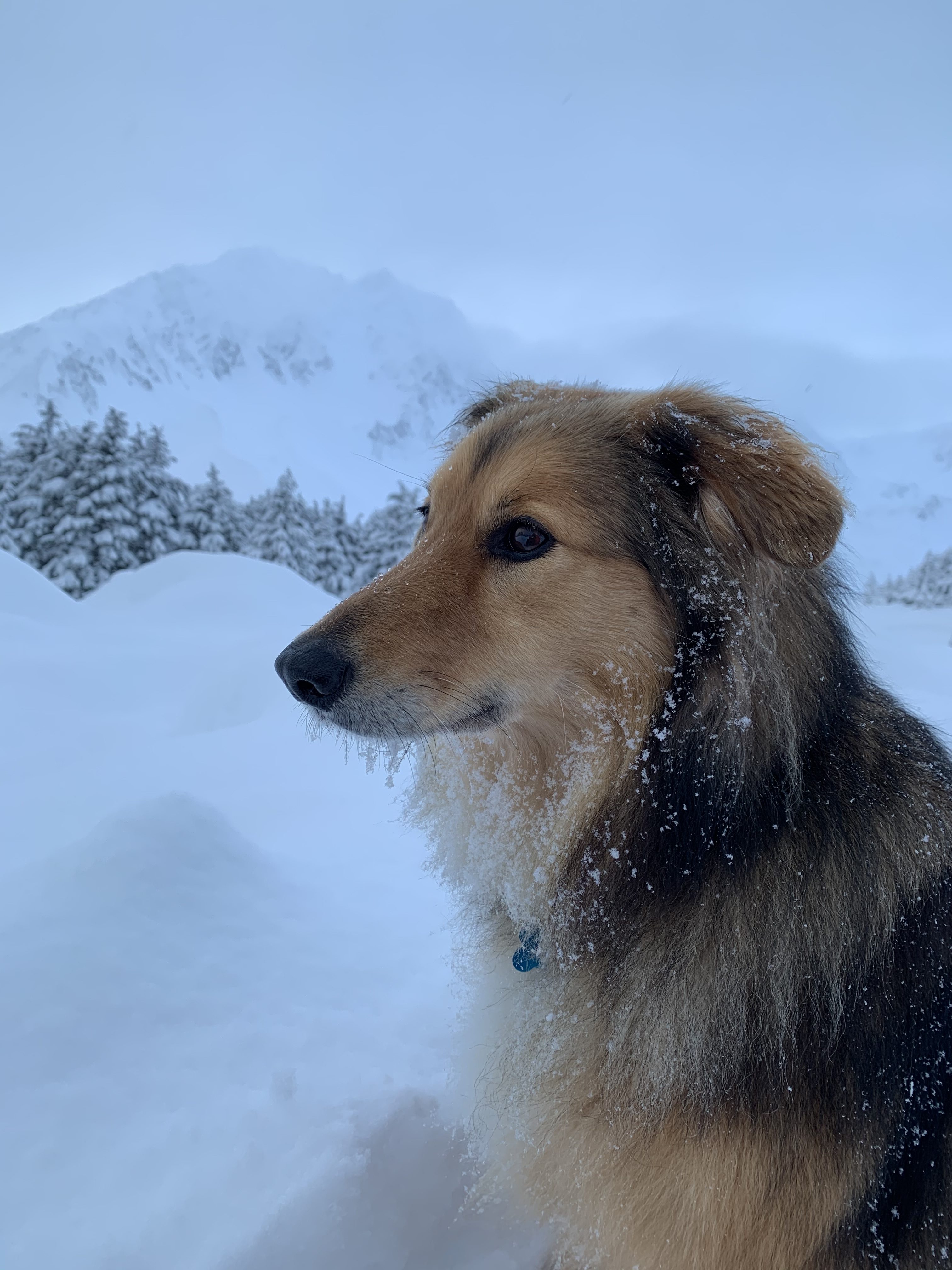 K9 Trap and Snare Release Workshop educates Seward dog owners on emergency preparedness