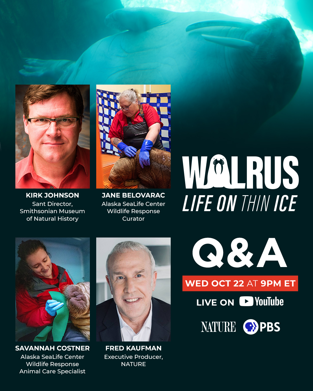 NEWS ALERT: Alaska SeaLife Center walrus patient featured on PBS Nature season premiere