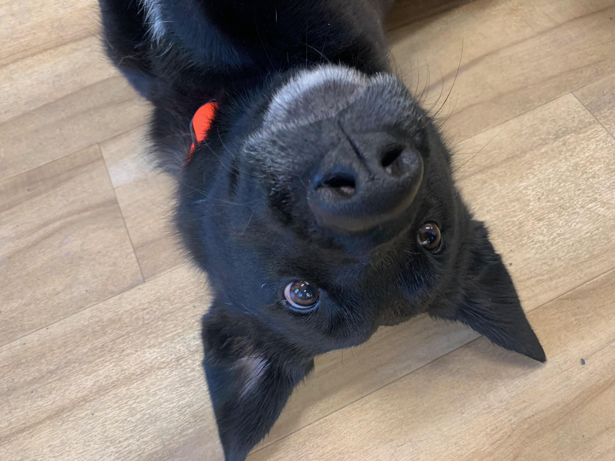 Cerberus (“Cerby”): Seeking a patient home