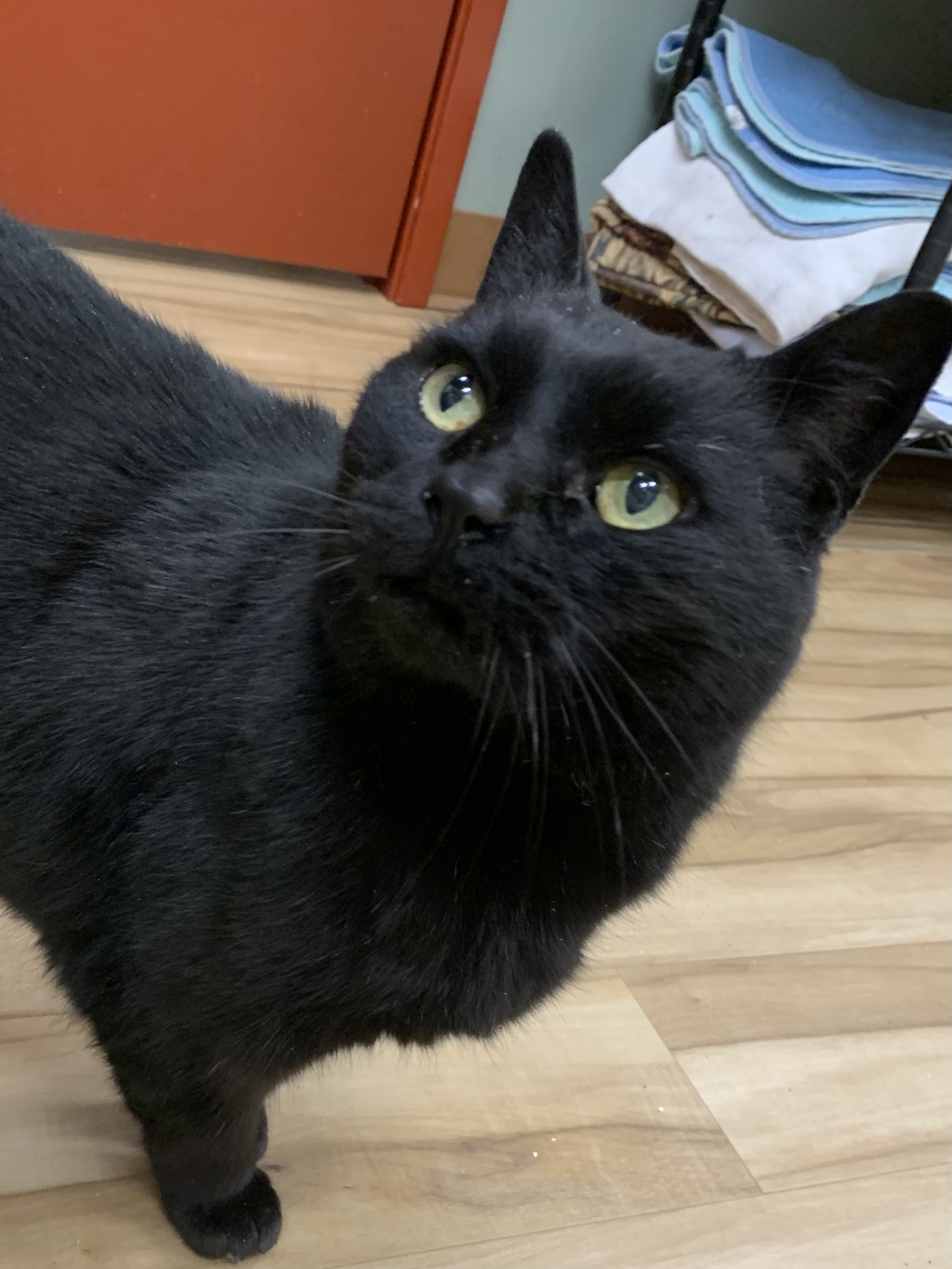 Meet Cosmo, the worldly cat