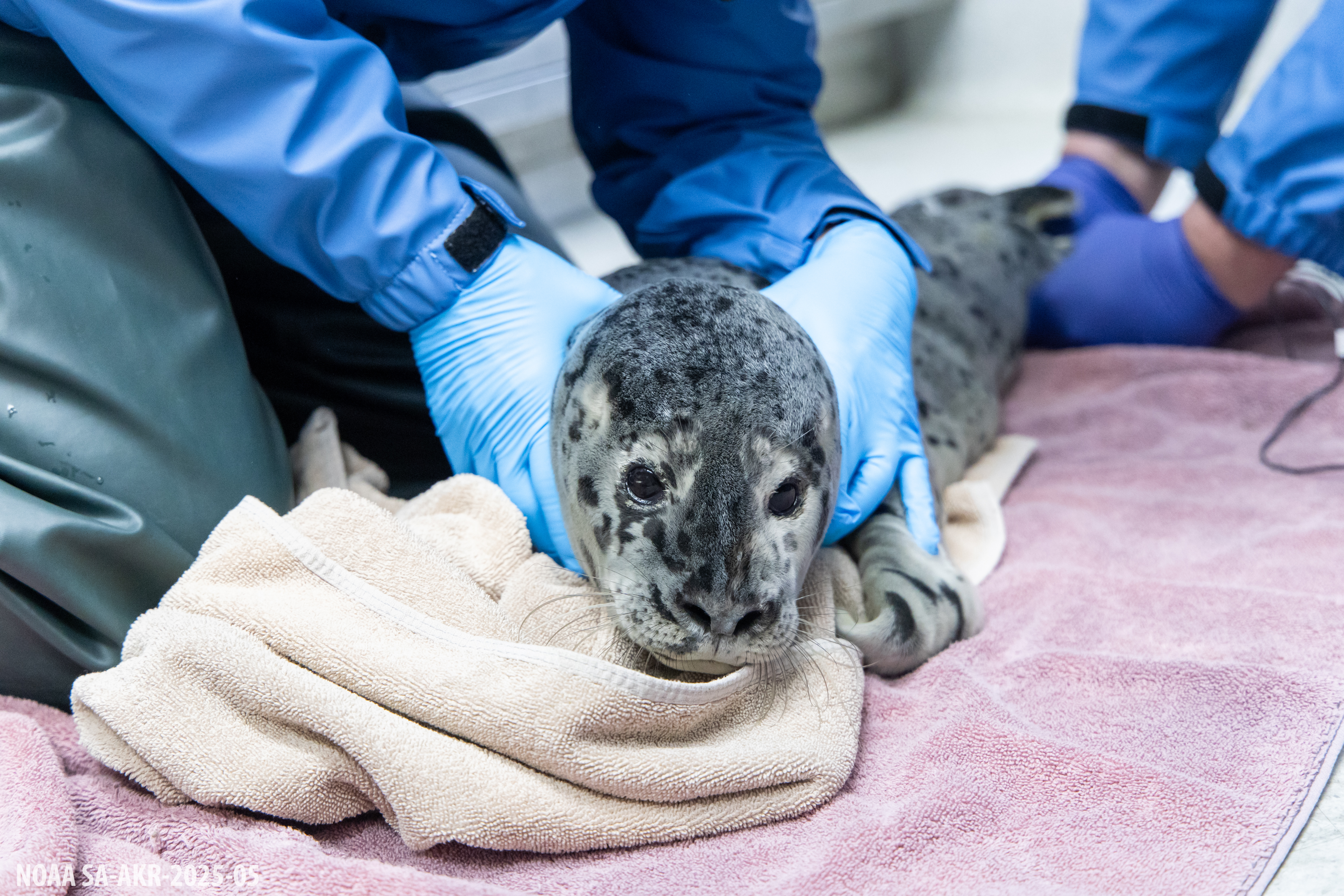 Alaska SeaLife Center news release 