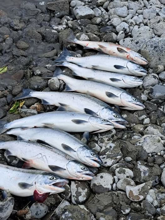 Bob Shafer: tips on catching a Sockeye