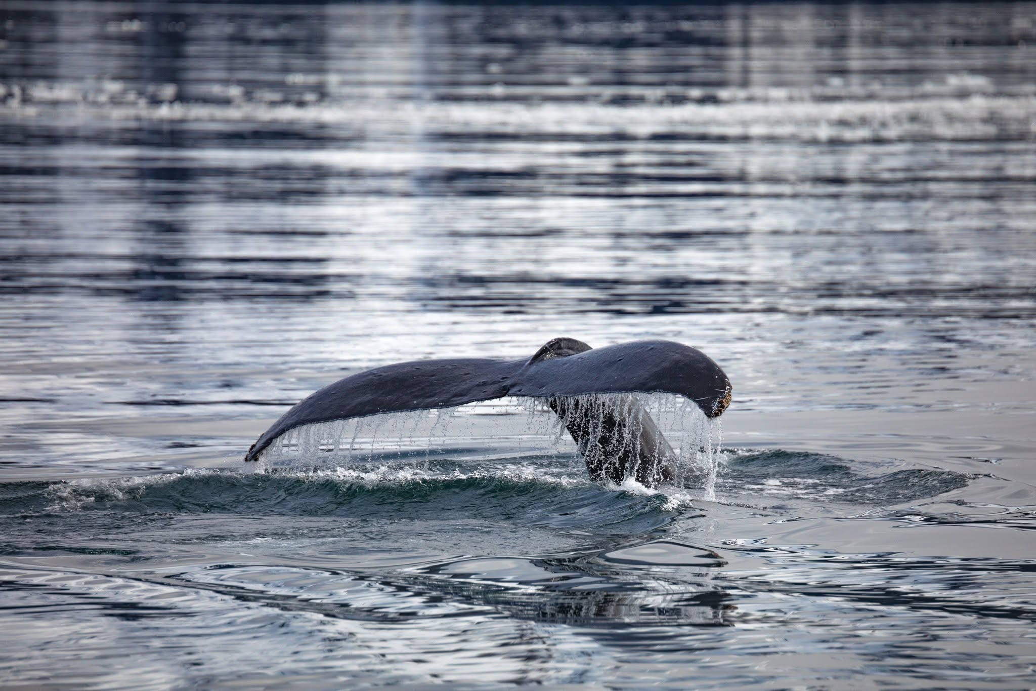Dead fin whale carried into Alaska port on cruise ship bow, investigation underway
