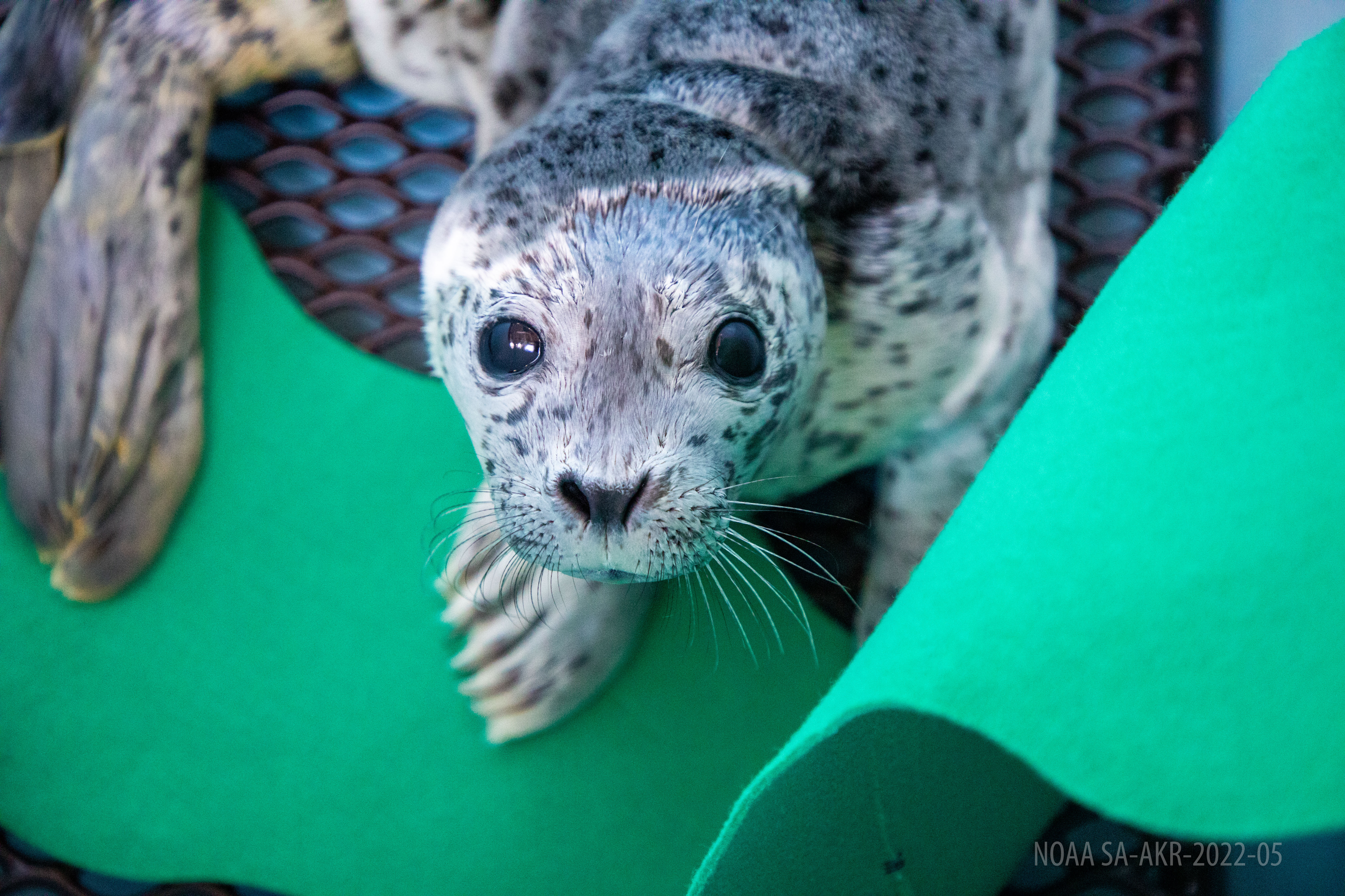 Alaska SeaLife Center admits two harbor seal pups from Cordova, Alaska, with help of local volunteer pilot  