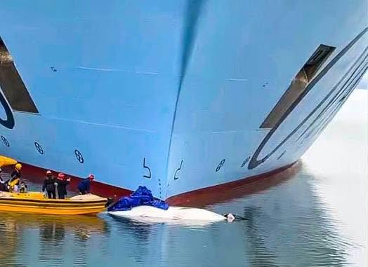 Whale-hitting cruise ship was likely traveling above safe speeds, analysis finds