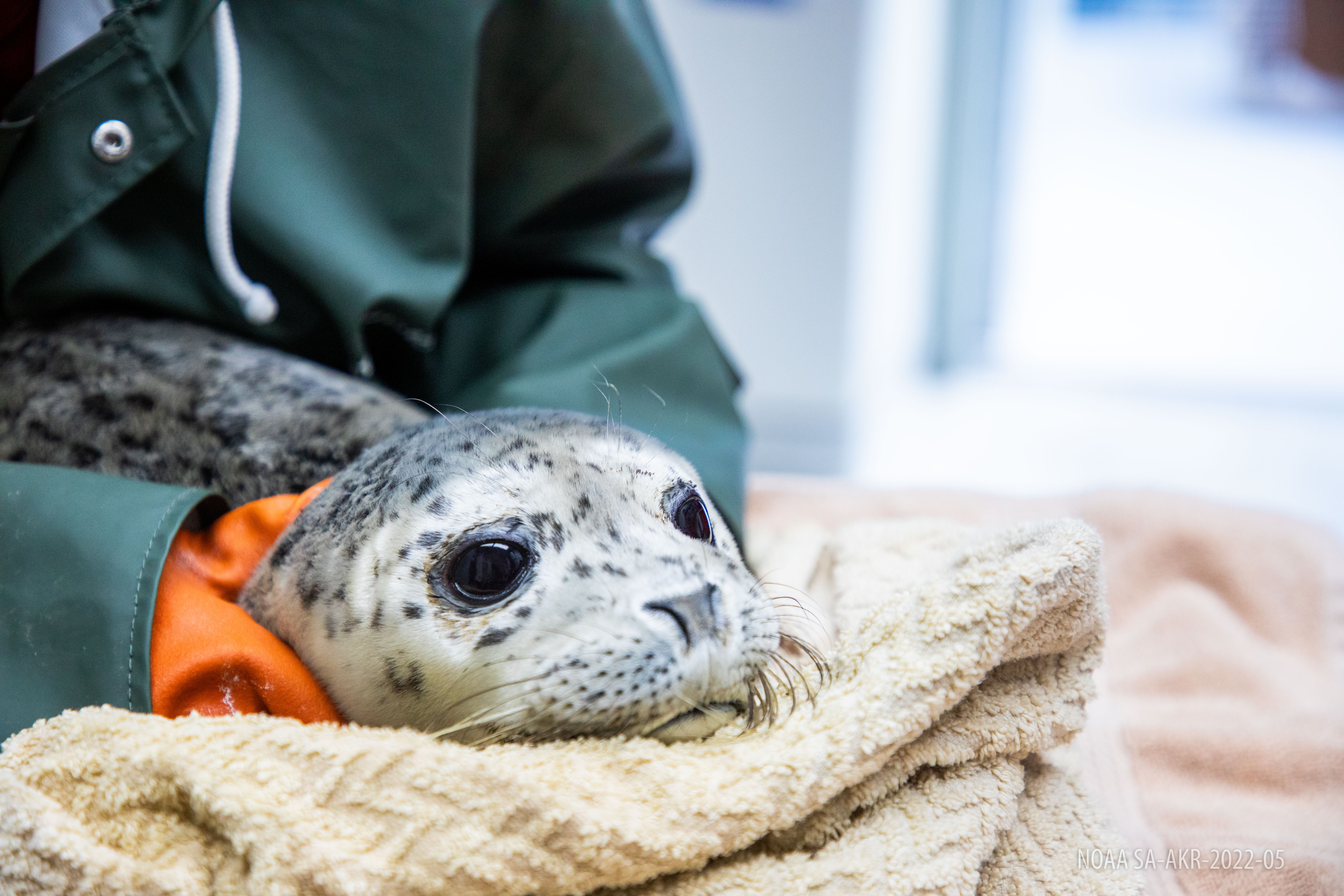 Alaska SeaLife Center admits four harbor seal pups as 2026 pup season continues