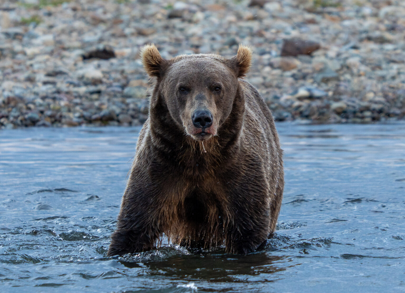 Think your dog makes you safer in bear country? The data say otherwise