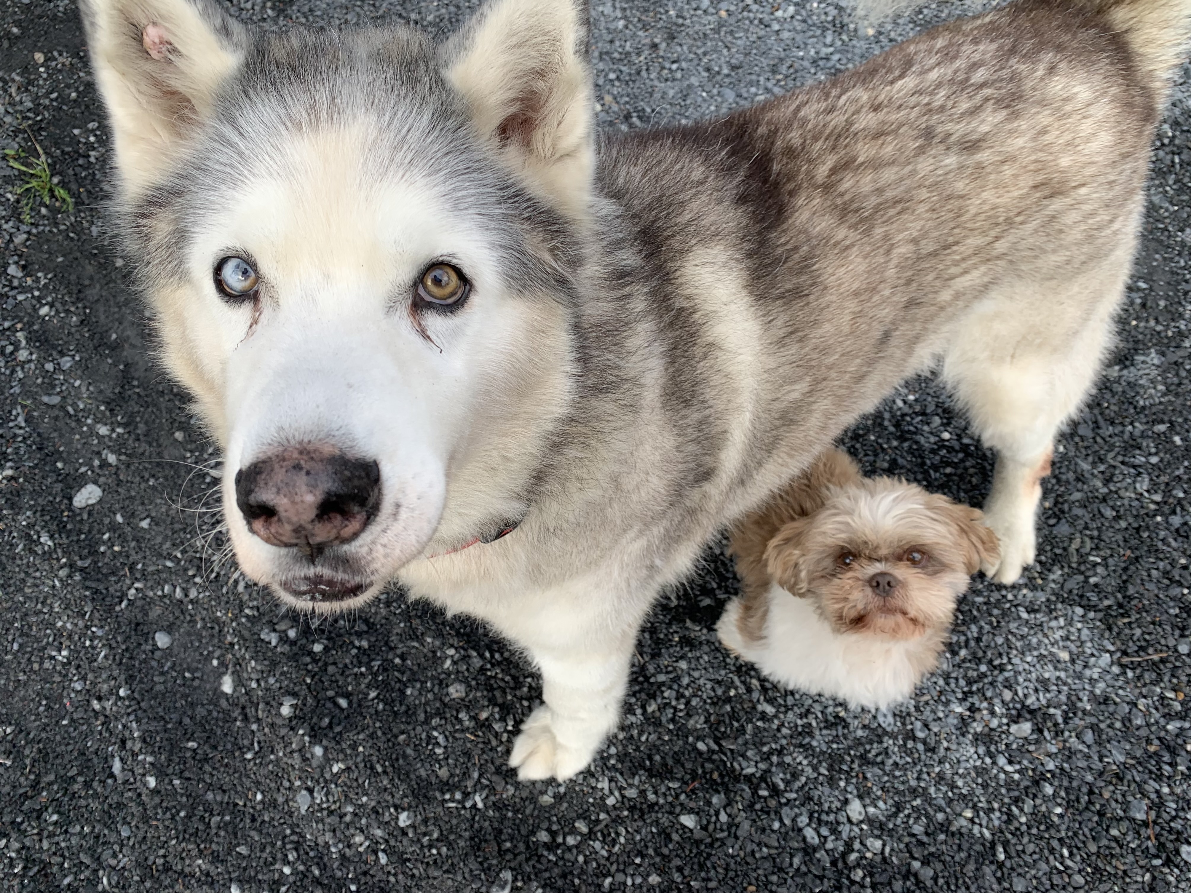 Paco and Loki: Sweet and mellow